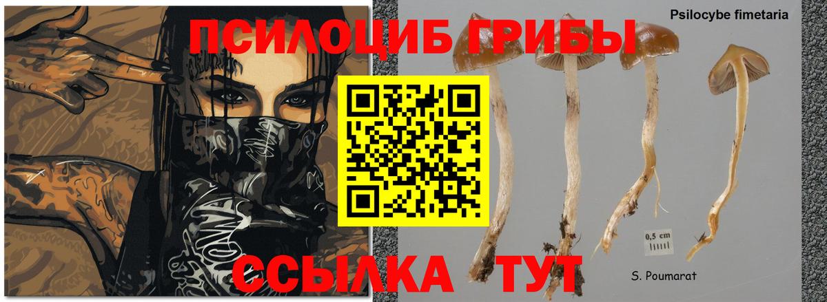 Псилоцибиновые грибы прущие грибы Горячий Ключ